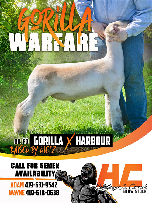 Gorilla Warfare
