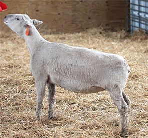 HC Showstock For Sale