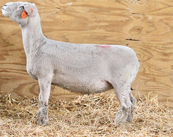 HC Showstock For Sale