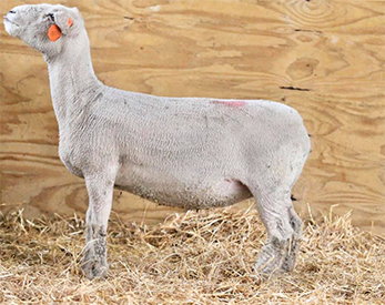 HC Showstock For Sale