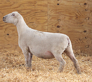 HC Showstock For Sale