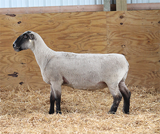 HC Showstock For Sale