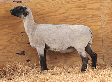 HC Showstock For Sale