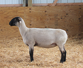 HC Showstock For Sale