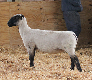 HC Showstock For Sale