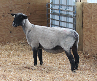 HC Showstock For Sale