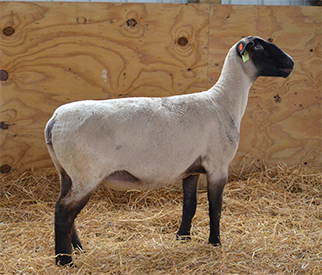 HC Showstock For Sale